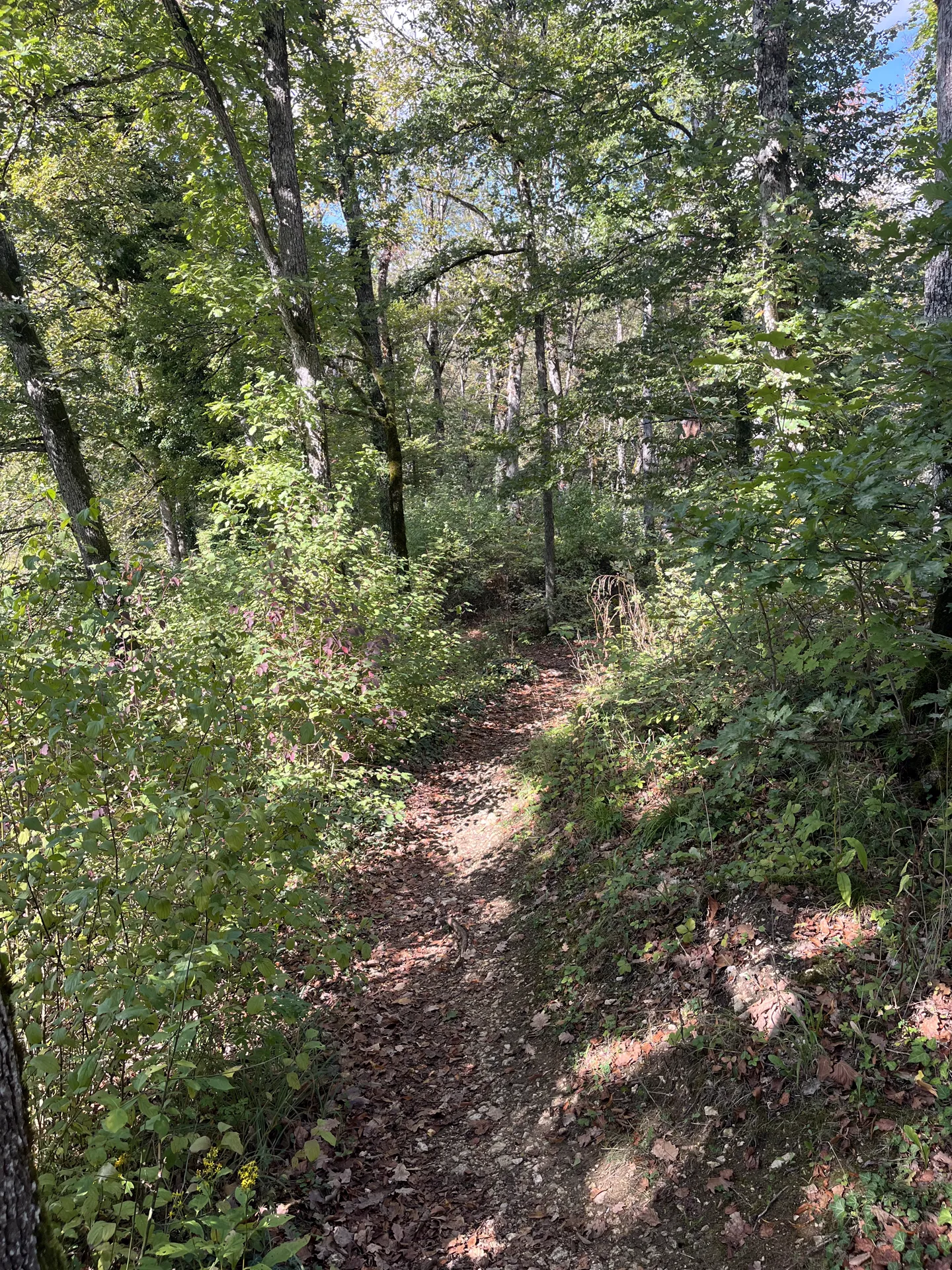 Laubwald-Trail im Sonnenlicht