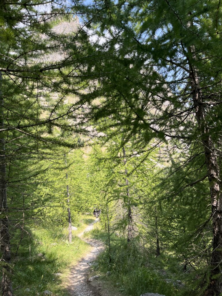 Valle Maira Camp – Trail durch den Lärchenwald